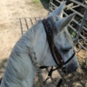 Meet your Posher, Colin